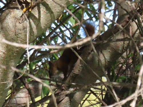 American Red Squirrel