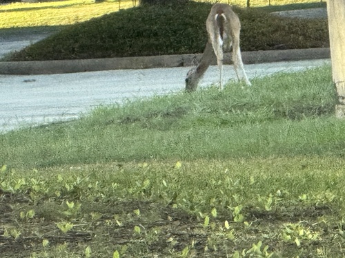 White-tailed Deer