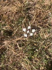 Gypsophila paniculata