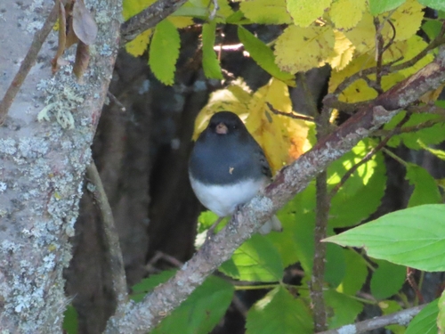 Dark-eyed Junco