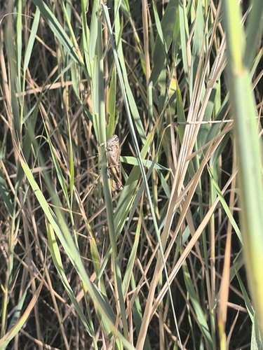 Lamenting Grasshopper