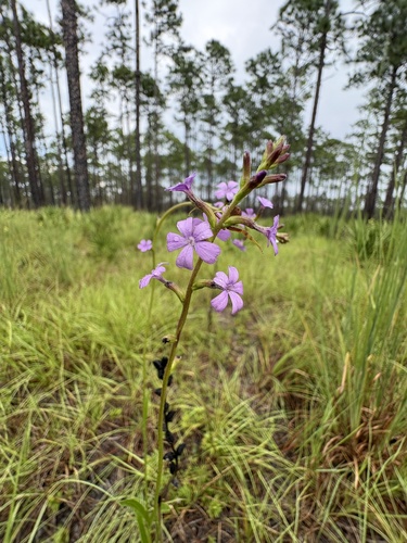 Buchnera floridana, photograph 5