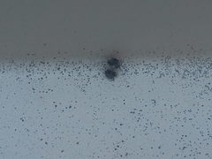 Anthrenus pimpinellae