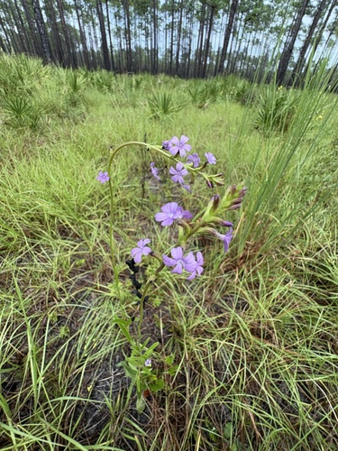 Buchnera floridana, photograph 6