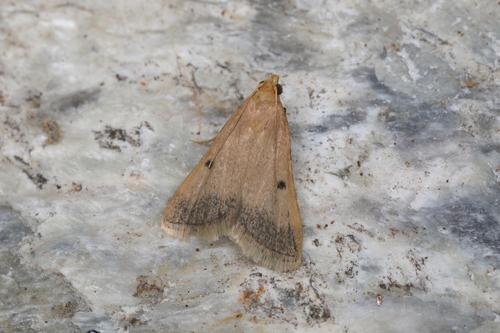 Maradana fuscolimbalis