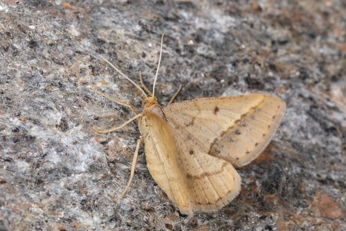 Isturgia arenacearia