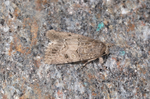 Dark Mottled Willow