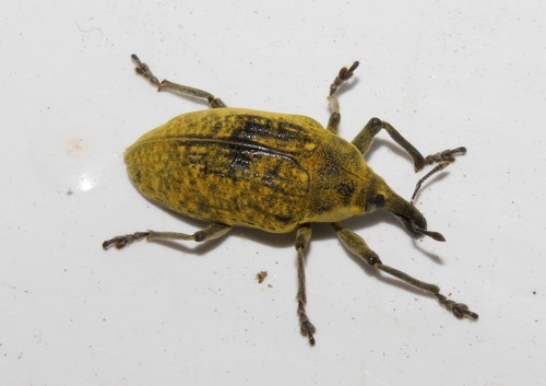 Representative image of Larinus latus