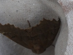 Odontopera bidentata