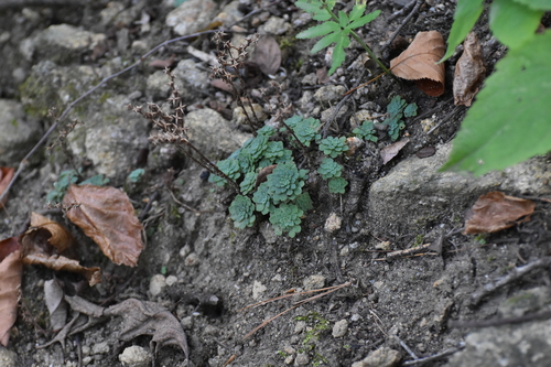 Sedum glaucophyllum