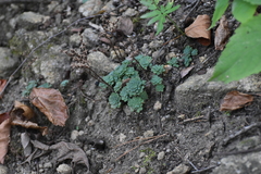 Sedum glaucophyllum