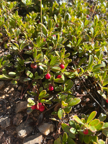 bearberry