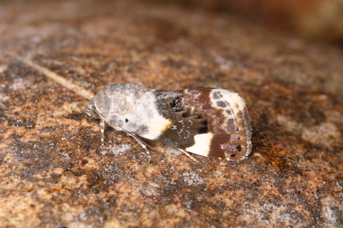 Pale Shoulder