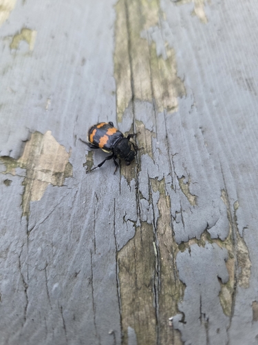 Tomentose Burying Beetle
