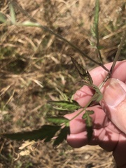 Gypsophila paniculata