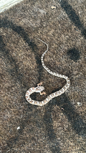 Western Ratsnake