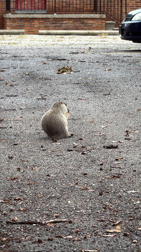 Groundhog