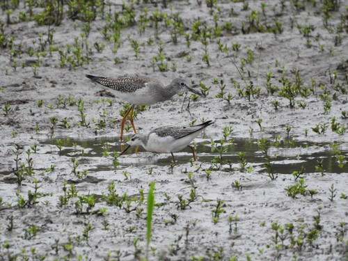 Wilson's Phalarope