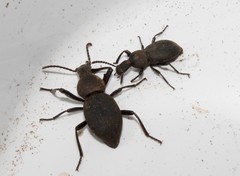 Cephalostenus orbicollis