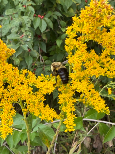 Common Eastern Bumble Bee