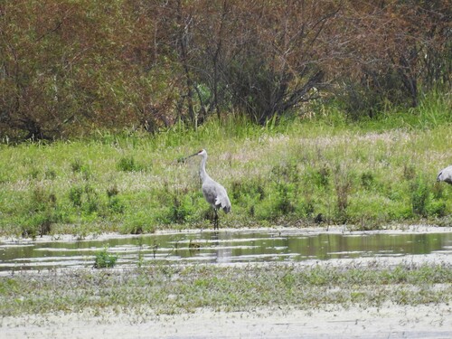 Sandhill Crane