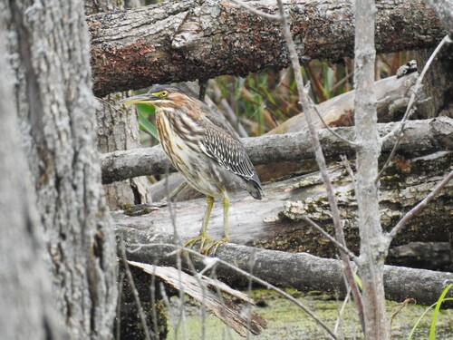 Green Heron