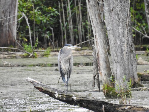 Great Blue Heron