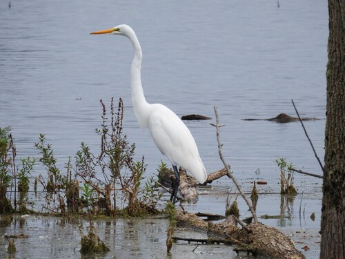Great Egret