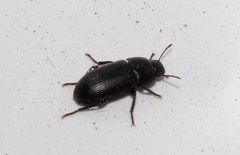 Opatroides punctulatus