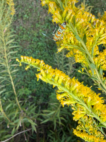 Ailanthus Webworm Moth