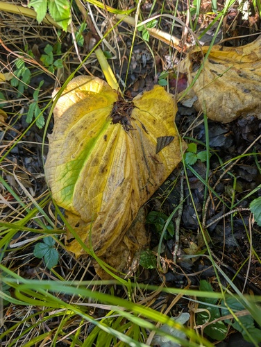 Symplocarpus foetidus, photograph 6