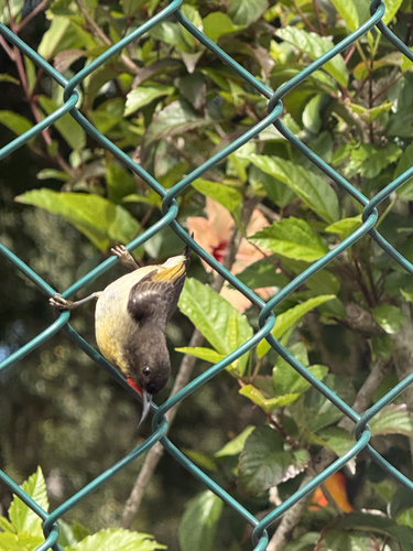 Sulphur-breasted Myzomela