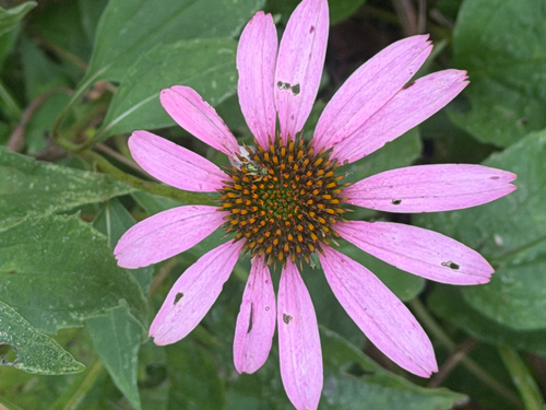 purple coneflower