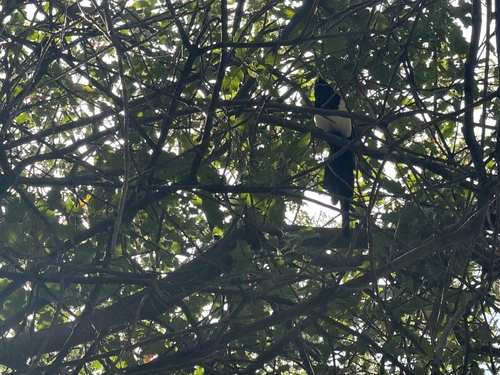 Yellow-billed Magpie