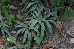 Carex platyphylla