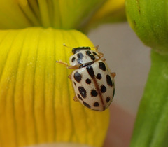 Anisosticta bitriangularis