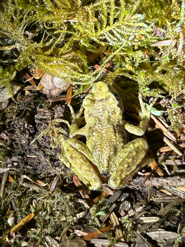 Coastal Tailed Frog