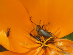 Brachysomida californica