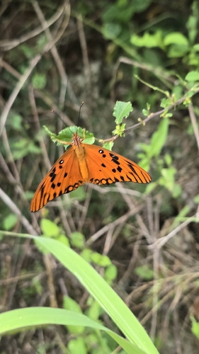 Caribbean Gulf Fritillary