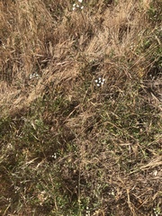 Gypsophila paniculata