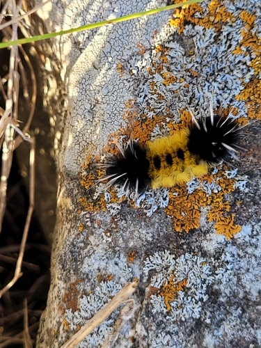 Spotted Tussock Moth
