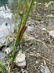 (c) Oliver Stringham, some rights reserved (CC BY) Carex utriculata, photograph (c) Oliver Stringham, some rights reserved (CC BY)