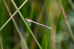Platycnemis