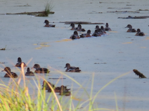 American Wigeon