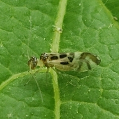 Graphopsocus cruciatus