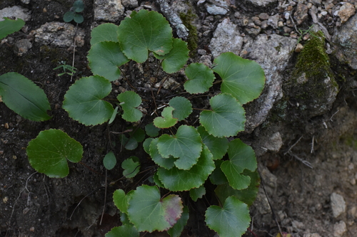 Galax urceolata, photograph 5