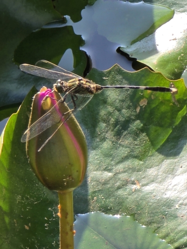 Slender Skimmer