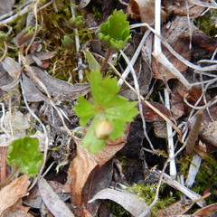 Anemonastrum richardsonii