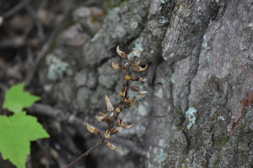 Pedicularis canadensis, photograph 3