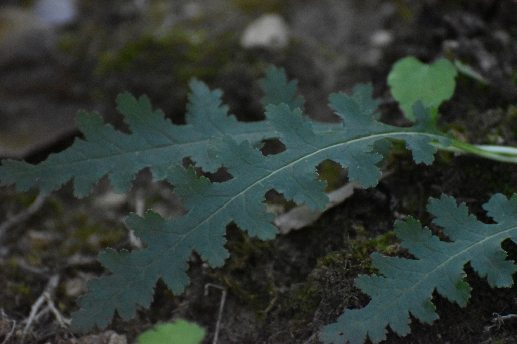 Pedicularis canadensis; photograph (c) Ryan Watson, some rights reserved (CC BY)